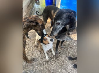 Ping, freundlich sozial und ausgeglichen