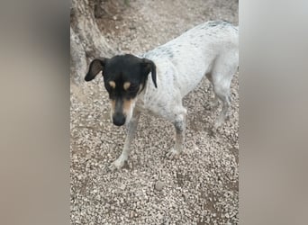 Maya - zauberhafte Bodeguero-Hündin sucht ihr Zuhause