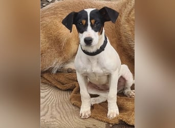 Bru - zarte kleine Bodeguero-Hündin sucht geduldiges Zuhause