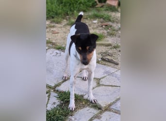 Hada - kleine Glückshündin mit erwartungsvollem Blick sucht ihr Zuhause