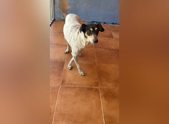 Maya - zauberhafte Bodeguero-Hündin sucht ihr Zuhause