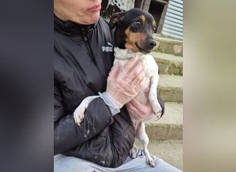 Hada - kleine Glückshündin mit erwartungsvollem Blick sucht ihr Zuhause