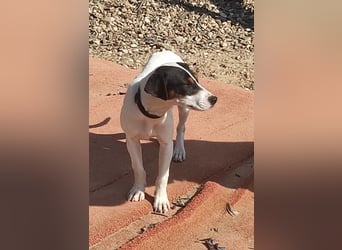 Bru - zarte kleine Bodeguero-Hündin sucht geduldiges Zuhause