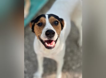 Ping, freundlich sozial und ausgeglichen