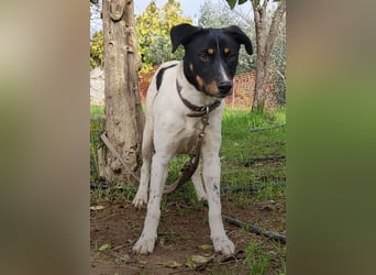 Brisa, eine freundliche menschenbezogene Hündin