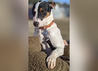 Jimmy – kleiner Bodeguero-Junge auf der Suche nach seinem Herzenszuhause