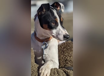 Jimmy – kleiner Bodeguero-Junge auf der Suche nach seinem Herzenszuhause