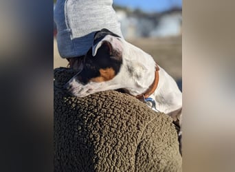 Jimmy – kleiner Bodeguero-Junge auf der Suche nach seinem Herzenszuhause