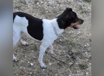 Hada - kleine Glückshündin mit erwartungsvollem Blick sucht ihr Zuhause