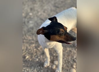 Pong, zurückhaltend aber sehr freundlich