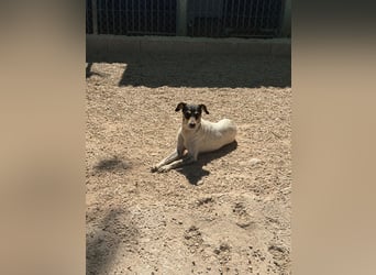 Maya - zauberhafte Bodeguero-Hündin sucht ihr Zuhause