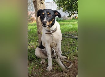 Brisa, eine freundliche menschenbezogene Hündin