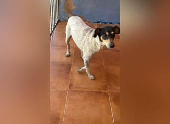 Maya - zauberhafte Bodeguero-Hündin sucht ihr Zuhause