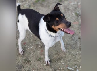 Hada - kleine Glückshündin mit erwartungsvollem Blick sucht ihr Zuhause