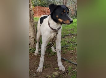 Brisa, eine freundliche menschenbezogene Hündin