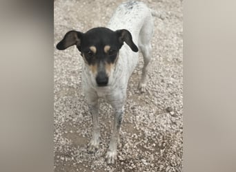 Maya - zauberhafte Bodeguero-Hündin sucht ihr Zuhause