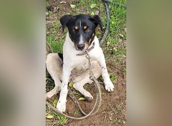 Brisa, eine freundliche menschenbezogene Hündin