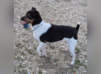 Hada - kleine Glückshündin mit erwartungsvollem Blick sucht ihr Zuhause