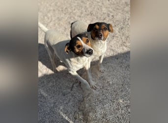 Ping, freundlich sozial und ausgeglichen