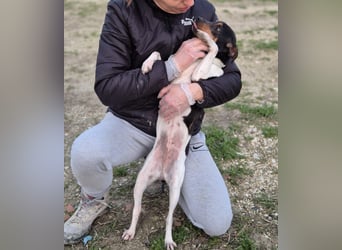 Hada - kleine Glückshündin mit erwartungsvollem Blick sucht ihr Zuhause