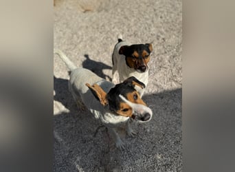 Ping, freundlich sozial und ausgeglichen