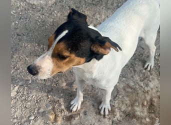 Ping, freundlich sozial und ausgeglichen