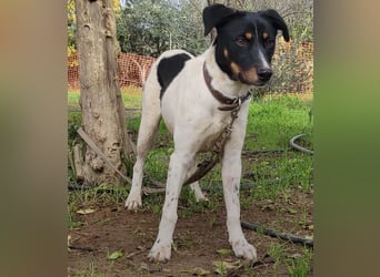 Brisa, eine freundliche menschenbezogene Hündin