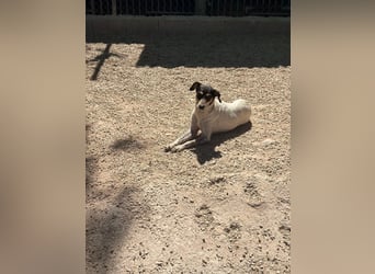 Maya - zauberhafte Bodeguero-Hündin sucht ihr Zuhause