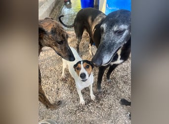 Ping, freundlich sozial und ausgeglichen