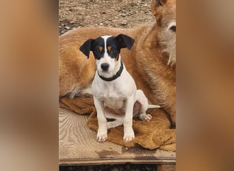 Bru - zarte kleine Bodeguero-Hündin sucht geduldiges Zuhause