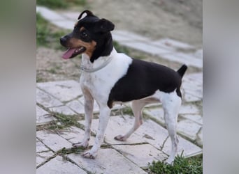 Hada - kleine Glückshündin mit erwartungsvollem Blick sucht ihr Zuhause