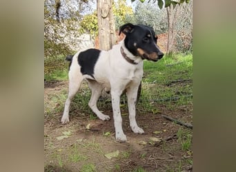 Brisa, eine freundliche menschenbezogene Hündin