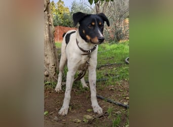 Brisa, eine freundliche menschenbezogene Hündin