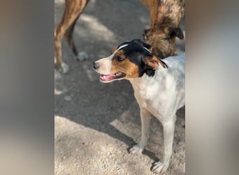 Ping, freundlich sozial und ausgeglichen