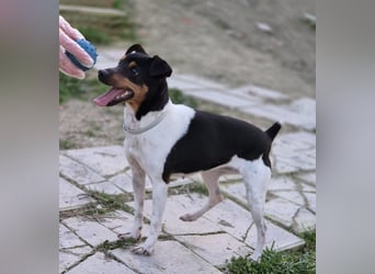 Hada - kleine Glückshündin mit erwartungsvollem Blick sucht ihr Zuhause