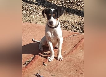 Bru - zarte kleine Bodeguero-Hündin sucht geduldiges Zuhause