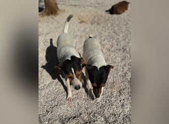 Pong, zurückhaltend aber sehr freundlich