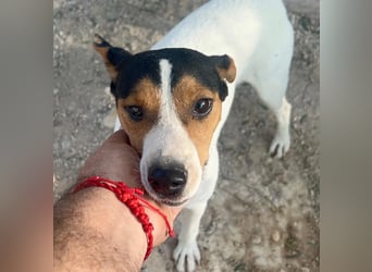 Ping, freundlich sozial und ausgeglichen