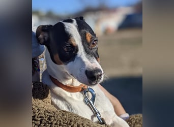 Jimmy – kleiner Bodeguero-Junge auf der Suche nach seinem Herzenszuhause