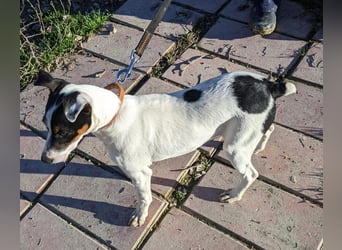 Jimmy – kleiner Bodeguero-Junge auf der Suche nach seinem Herzenszuhause