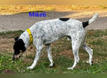 Mike6 geb. 01/2026 (in Deutschland) - offener und sozialer Welpe sucht seine Familie!