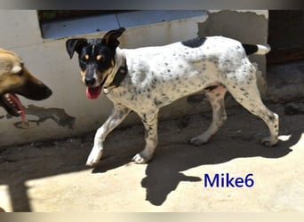 Mike6 geb. 01/2026 (in Deutschland) - offener und sozialer Welpe sucht seine Familie!
