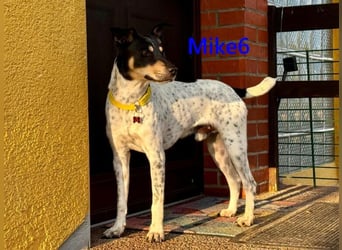 Mike6 geb. 01/2026 (in Deutschland) - offener und sozialer Welpe sucht seine Familie!