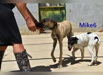 Mike6 geb. 01/2026 (in Deutschland) - offener und sozialer Welpe sucht seine Familie!