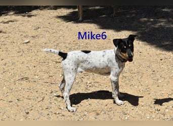 Mike6 geb. 01/2026 (in Deutschland) - offener und sozialer Welpe sucht seine Familie!