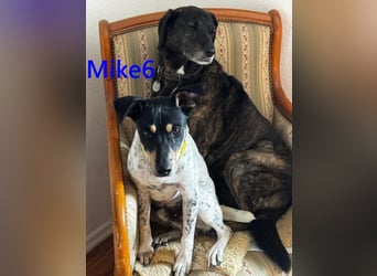 Mike6 geb. 01/2026 (in Deutschland) - offener und sozialer Welpe sucht seine Familie!