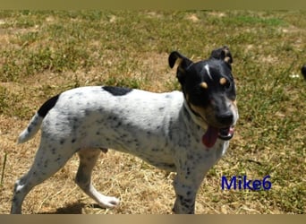 Mike6 geb. 01/2026 (in Deutschland) - offener und sozialer Welpe sucht seine Familie!