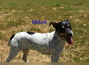 Mike6 geb. 01/2026 (in Deutschland) - offener und sozialer Welpe sucht seine Familie!