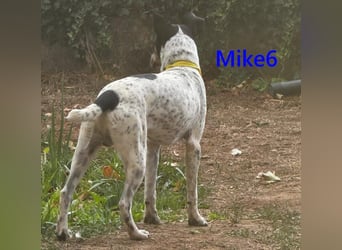 Mike6 geb. 01/2026 (in Deutschland) - offener und sozialer Welpe sucht seine Familie!
