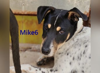 Mike6 geb. 01/2026 (in Deutschland) - offener und sozialer Welpe sucht seine Familie!